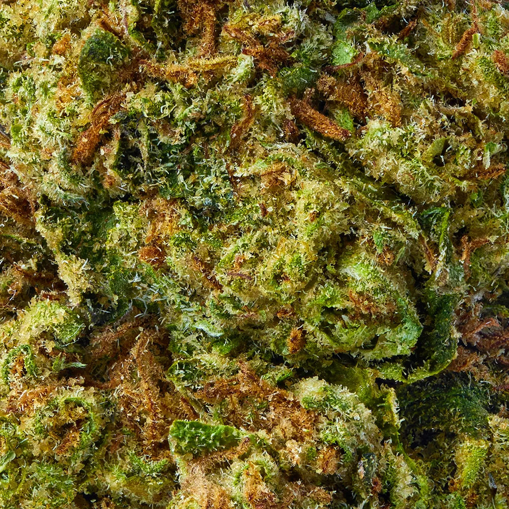 Indica • Gorilla Glue (Premium)