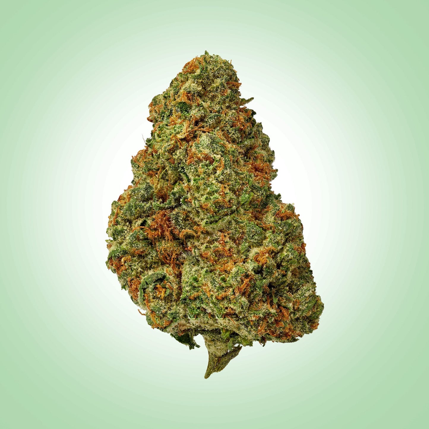 Indica • Gorilla Glue (Premium)