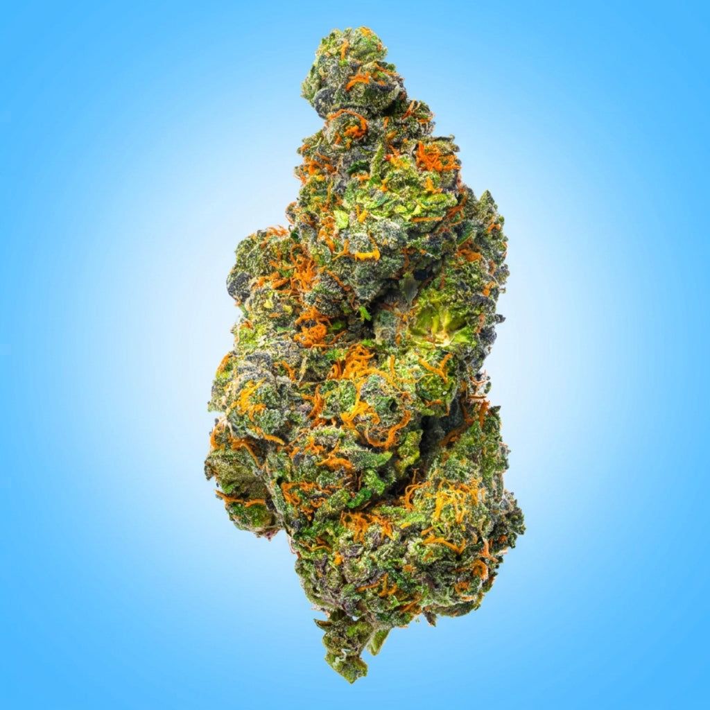 Sativa • AK-47 (Economy Limited)