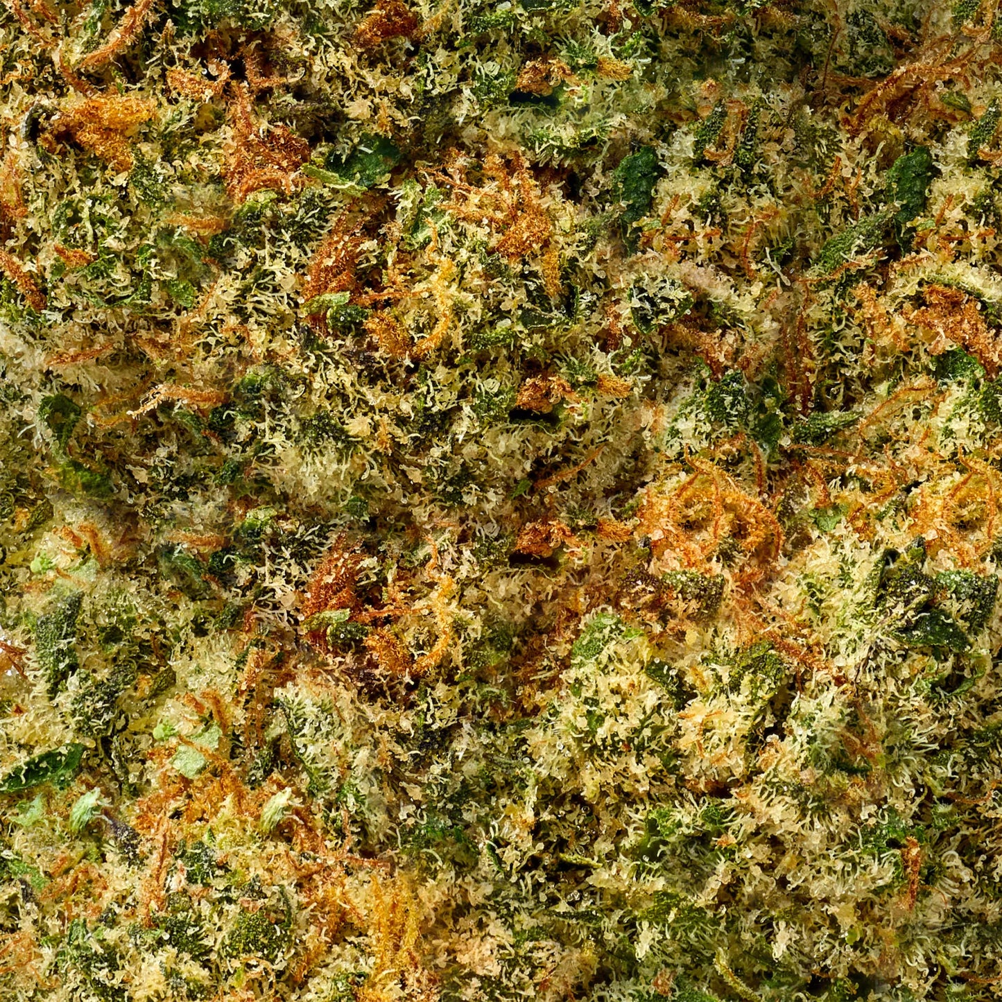 Hybrid • Blue Dream (Economy Bulk)