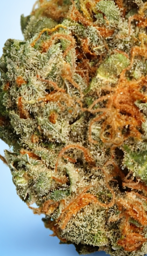 Hybrid • OG Kush (Economy)
