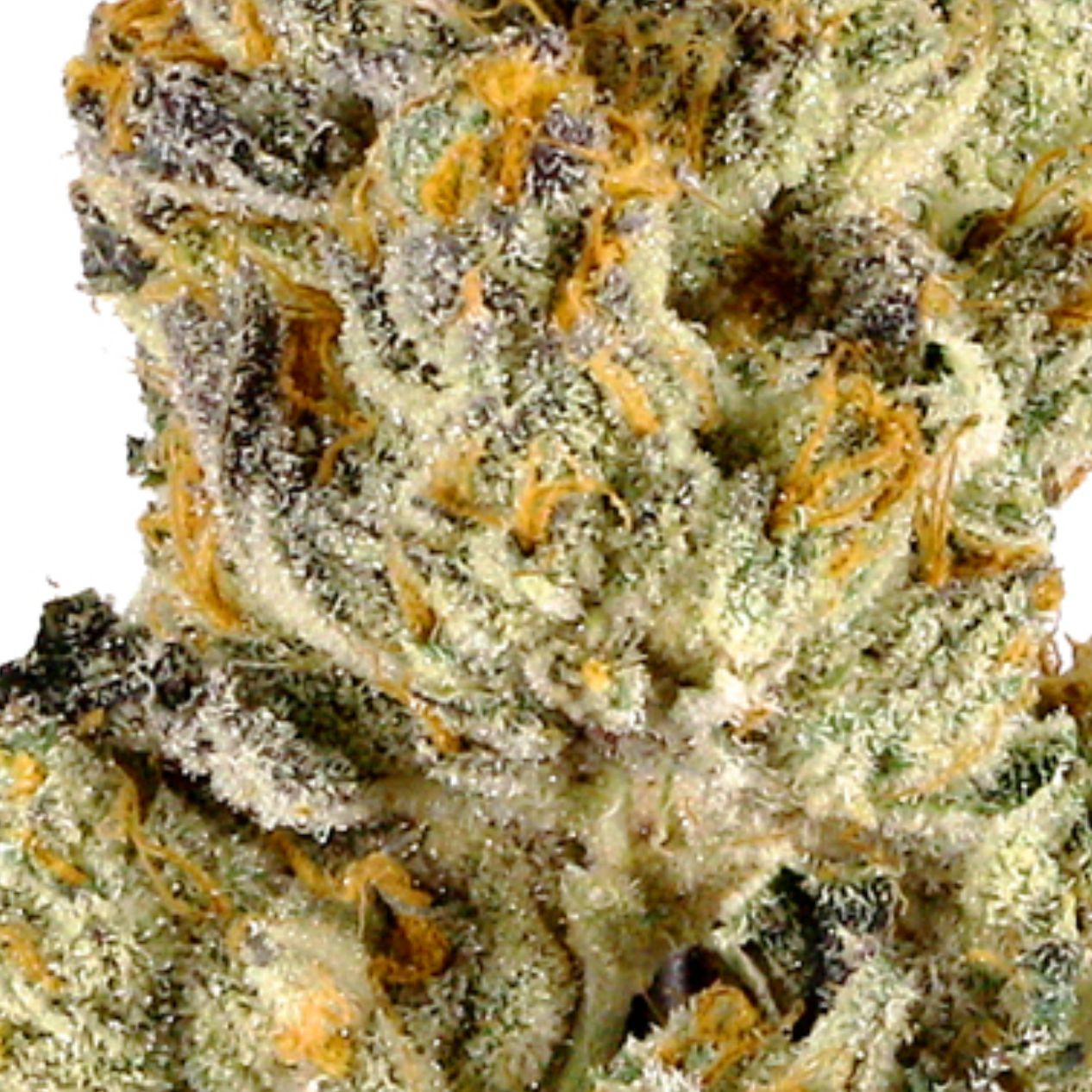 Hybrid • Jet Fuel (G6) (Economy)