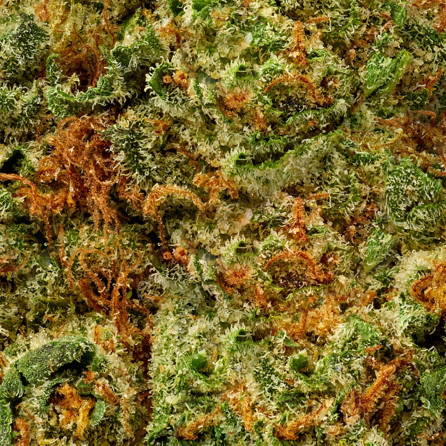 Sativa • Durban Poison (Economy Bulk)