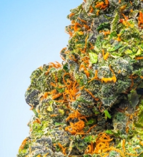 Sativa • AK-47 (Economy Limited)