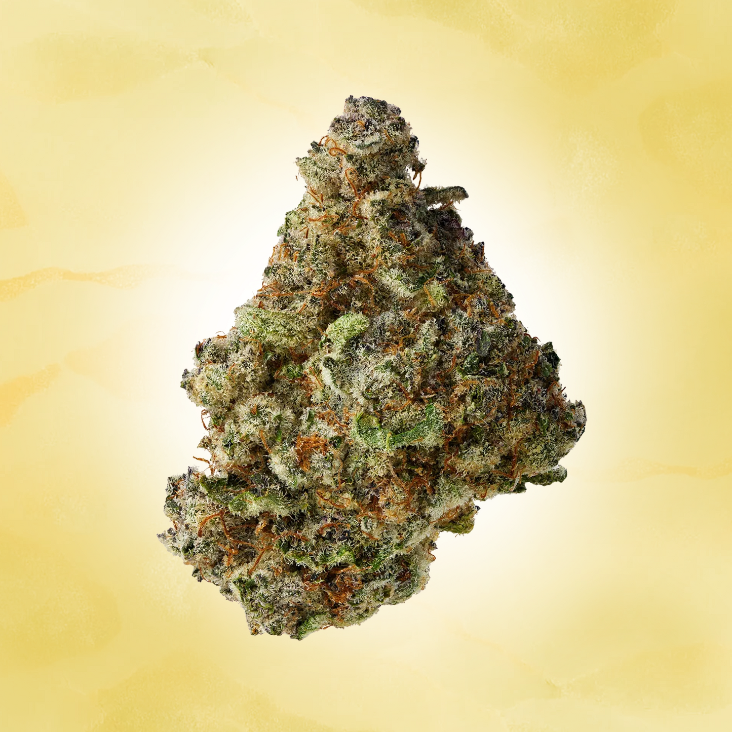 Sativa • Acapulco Gold (Exotic)