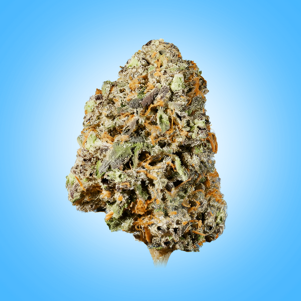 Indica • LA Confidential (Economy)