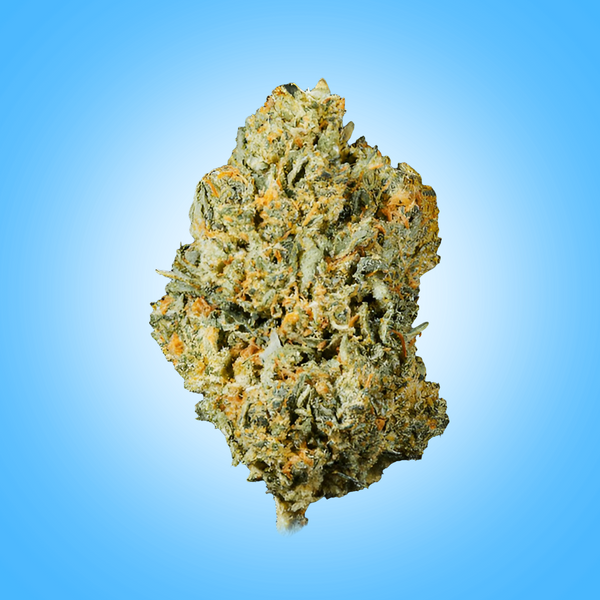 Hybrid • Blue Dream (Economy)