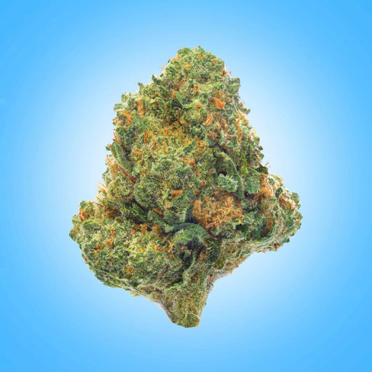 Indica • Northern Lights (Economy Limited)