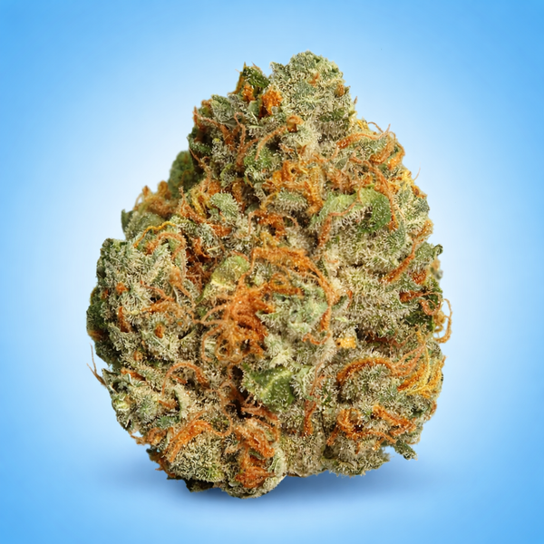 Hybrid • OG Kush (Economy Bulk)