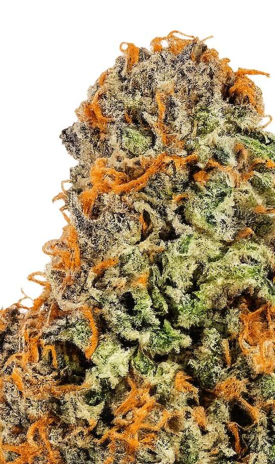 Hybrid • Pineapple Express (Economy)
