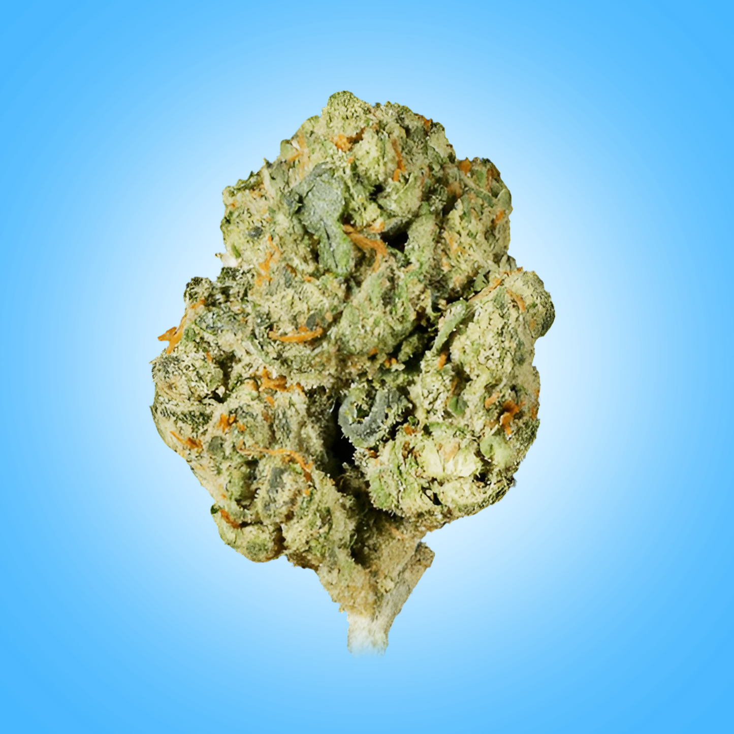 Indica • G13 (Economy)
