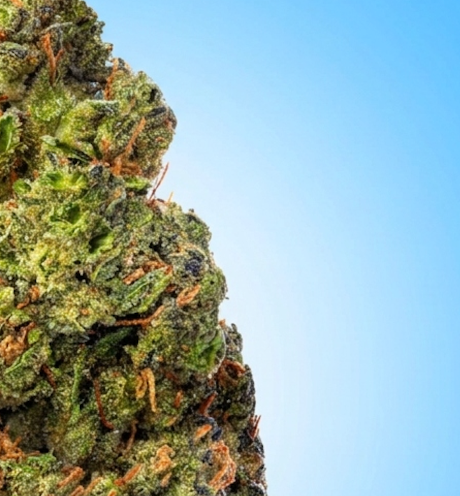 Sativa • White Widow ((Economy Limited)