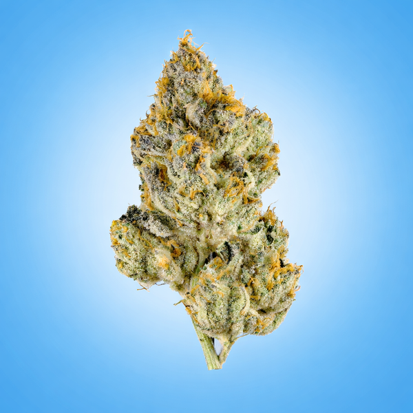 Hybrid • Jet Fuel (G6) (Economy Bulk)