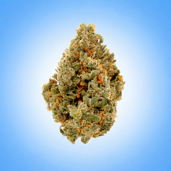 Sativa • Jack Herer (Economy Bulk)