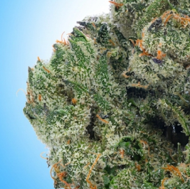 Hybrid • Wedding Cake (Economy Limited)