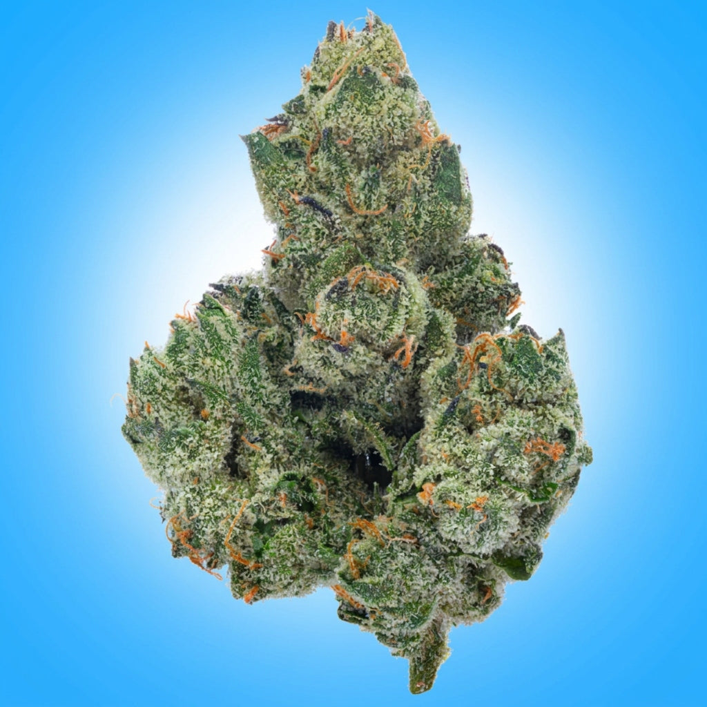 Hybrid • Wedding Cake (Economy Limited)
